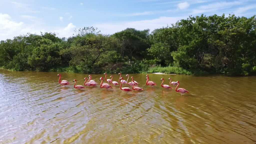 Video - Aerial drone view of a group of pink flamingos walking and feeding in shallow lagoon water surrounded by coastal vegetation and tropical landscape