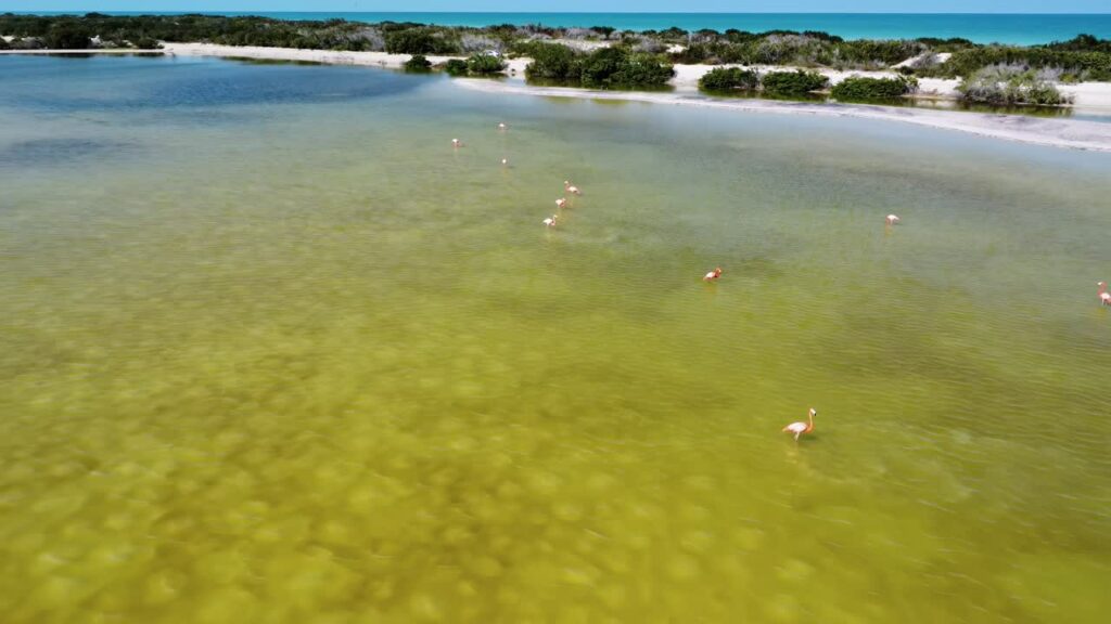 Video - Aerial drone view of pink flamingos standing in shallow lagoon water surrounded by tropical coastal vegetation in Mexico