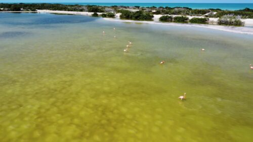 Video - Aerial drone view of pink flamingos standing in shallow lagoon water surrounded by tropical coastal vegetation in Mexico