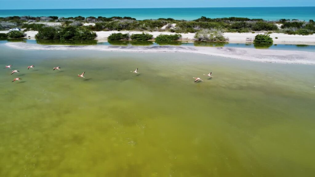Video - Aerial drone view of pink flamingos standing in shallow lagoon water surrounded by tropical coastal vegetation in Mexico