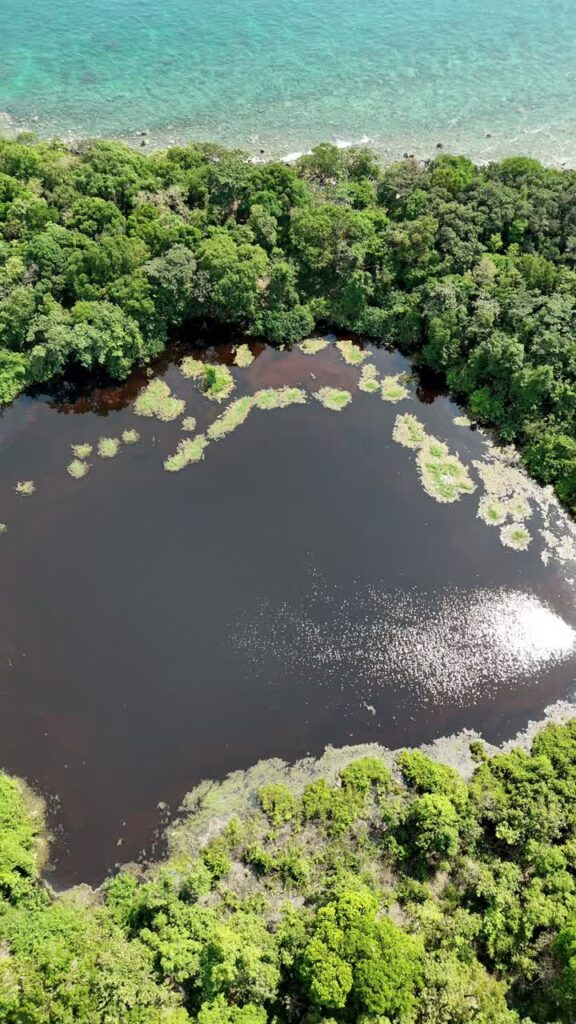 Video - Aerial drone view of a tropical lagoon surrounded by dense green jungle and coastline in Thailand. Vertical