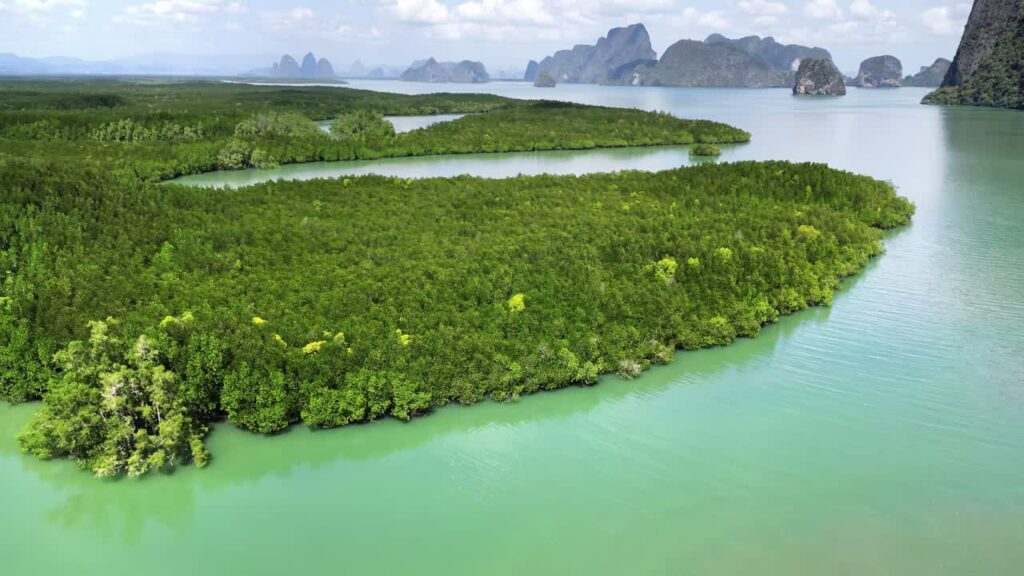 Video - Aerial drone view of a dense mangrove forest with winding waterways surrounded by tropical islands in Thailand