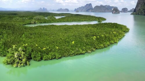 Video - Aerial drone view of a dense mangrove forest with winding waterways surrounded by tropical islands in Thailand