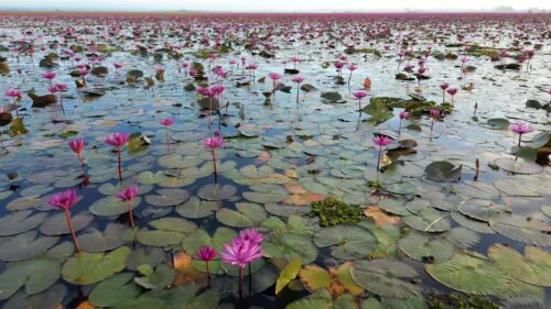 Video - Aerial drone view of a large lake covered with blooming pink lotus flowers and lily pads