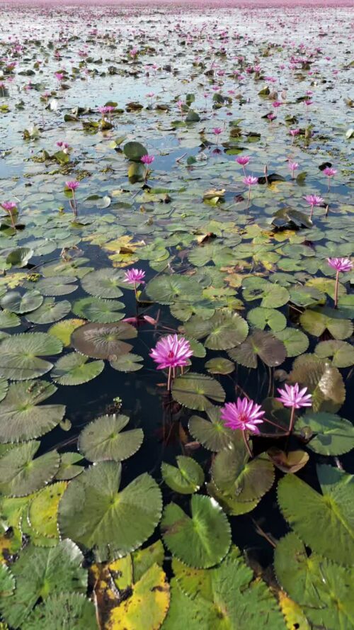 Video - Aerial drone view of a large lake covered with blooming pink lotus flowers and lily pads. Vertical