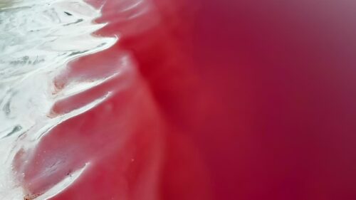 Video - Aerial drone view of pink mineral rich water meeting white salt flats in a desert landscape in Utah